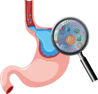 Stomach with bacteria