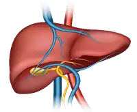 Gastroentrology Article by Dr Mohamed Amin.4