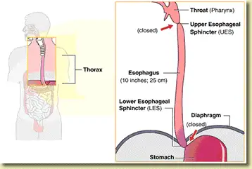 BEYOND THE BURN UNDERSTANDING ACID REFLUX-1