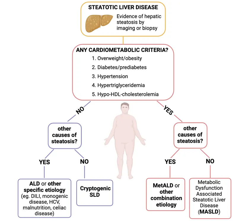 UNDERSTANDING FATTY LIVER DISEASE6